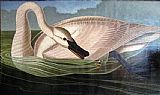 Swan predator by John James Audubon